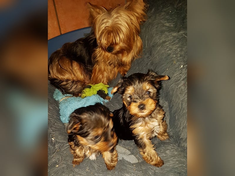 Yorkshire Terrier  Welpe  mit  VDH 1.Dyc.Papiere U