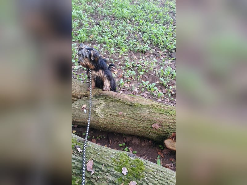 Liebenswerter Yorkshire-Terrier-Rüde in allerbeste Hände zu verkaufen