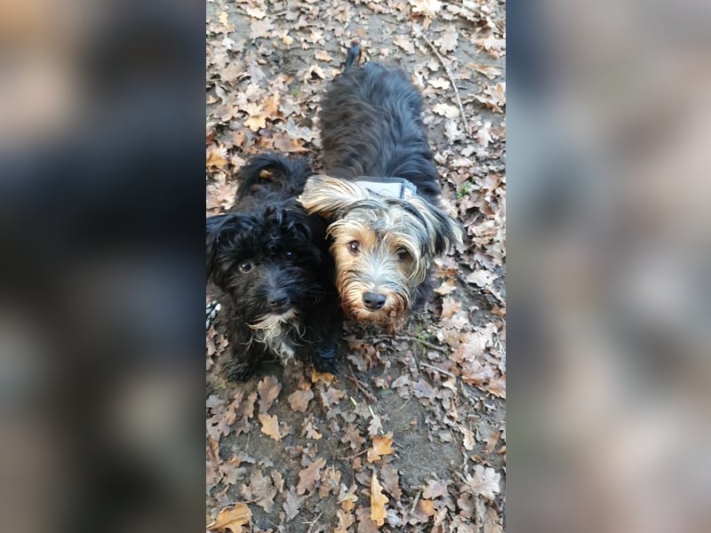 Liebenswerter Yorkshire-Terrier-Rüde in allerbeste Hände zu verkaufen