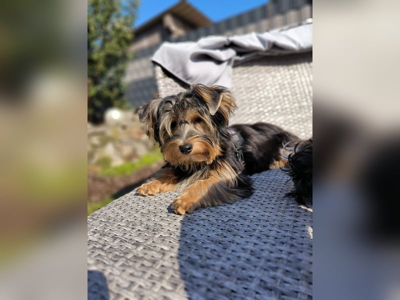 Liebenswerter Yorkshire-Terrier-Rüde in allerbeste Hände zu verkaufen