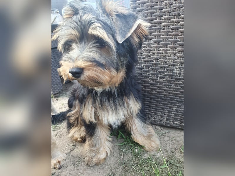 Liebenswerter Yorkshire-Terrier-Rüde in allerbeste Hände zu verkaufen