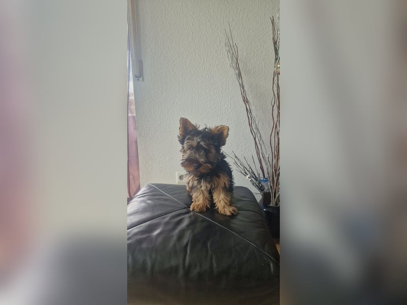 Yorkshire Terrier