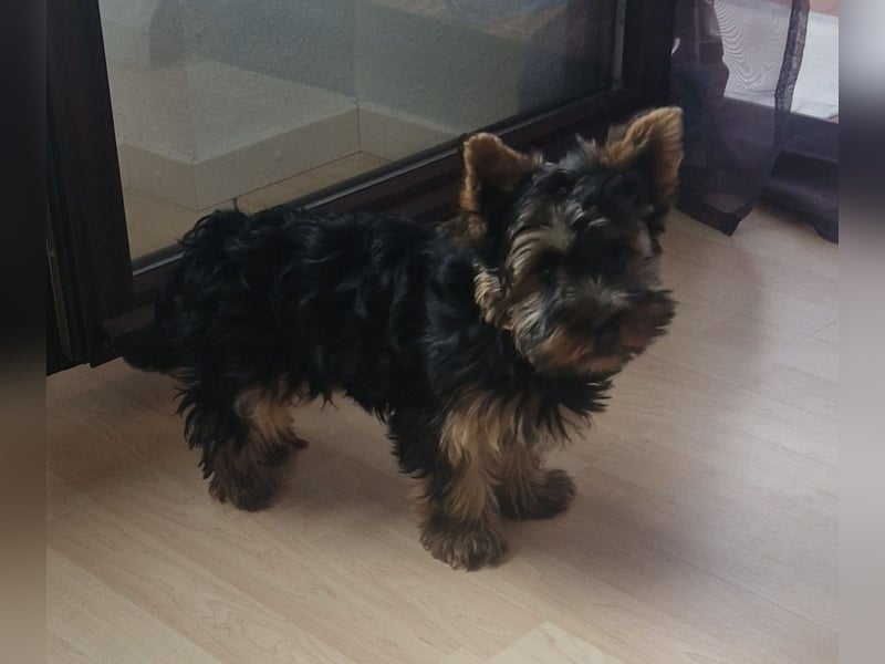 Yorkshire Terrier