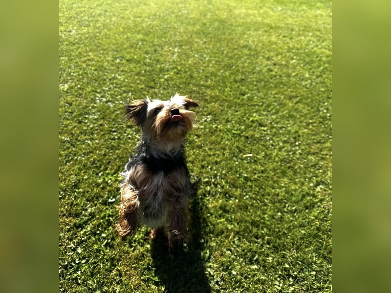 Yorkshire Terrier als Deckrüde