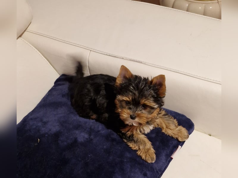 Yorkshire Terrier Welpe Timmi mit Stammbaum Black tan in Baden-Württemberg