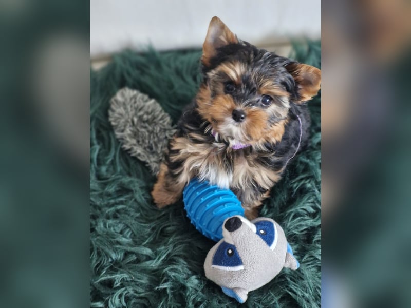 Yorkshire Terrier Welpe Timmi mit Stammbaum Black tan in Baden-Württemberg