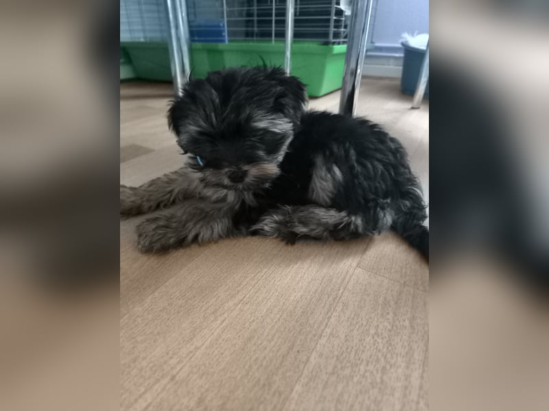 Mini Yorkshire Terrier Bobi (Rüde)sucht neues Zuhause