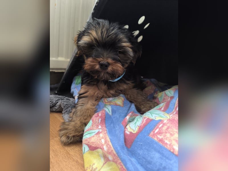 Mini Yorkshire Terrier Bobi (Rüde)sucht neues Zuhause