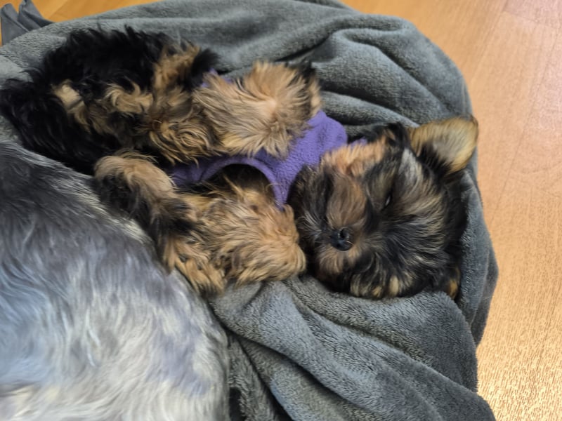 Mini Yorkshire Terrier Bobi (Rüde)sucht neues Zuhause