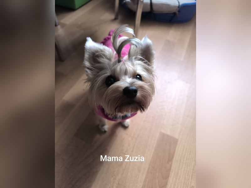 Mini Yorkshire Terrier Bobi (Rüde)sucht neues Zuhause