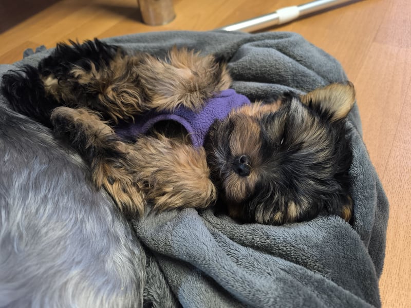 Mini Yorkshire Terrier Bobi (Rüde)sucht neues Zuhause