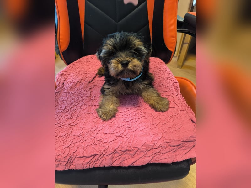 Mini Yorkshire Terrier Bobi (Rüde)sucht neues Zuhause