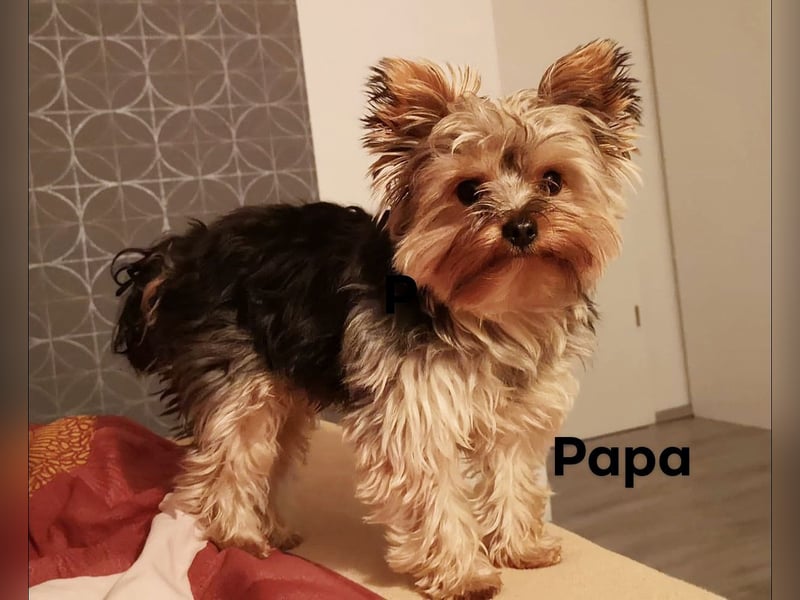 Mini Yorkshire Terrier Bobi (Rüde)sucht neues Zuhause