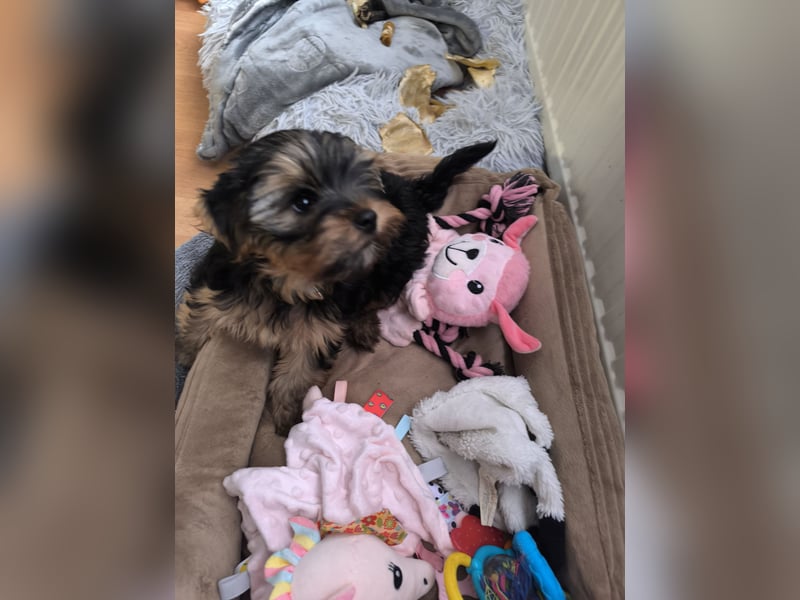 Mini Yorkshire Terrier Bobi (Rüde)sucht neues Zuhause