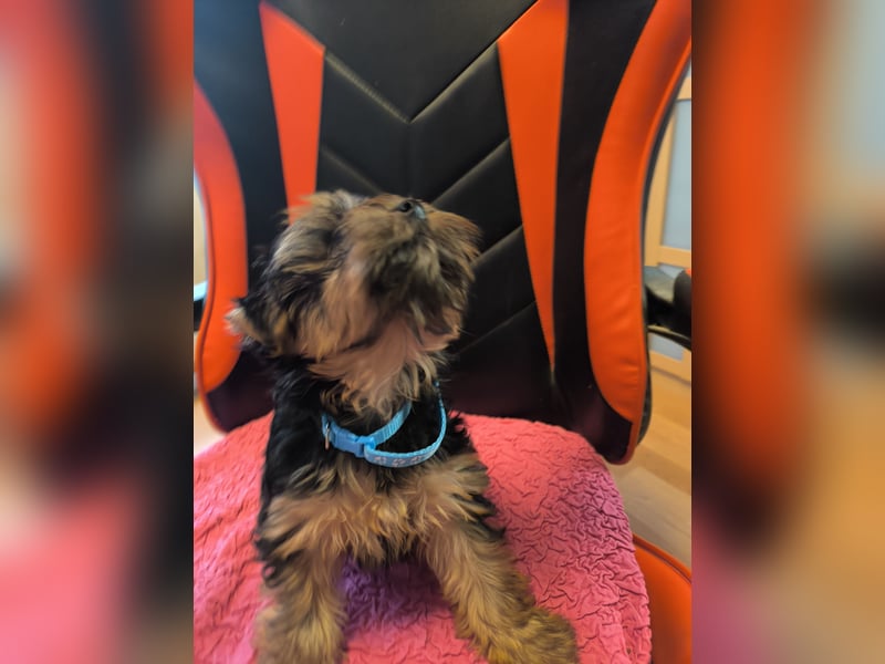 Mini Yorkshire Terrier Bobi (Rüde)sucht neues Zuhause