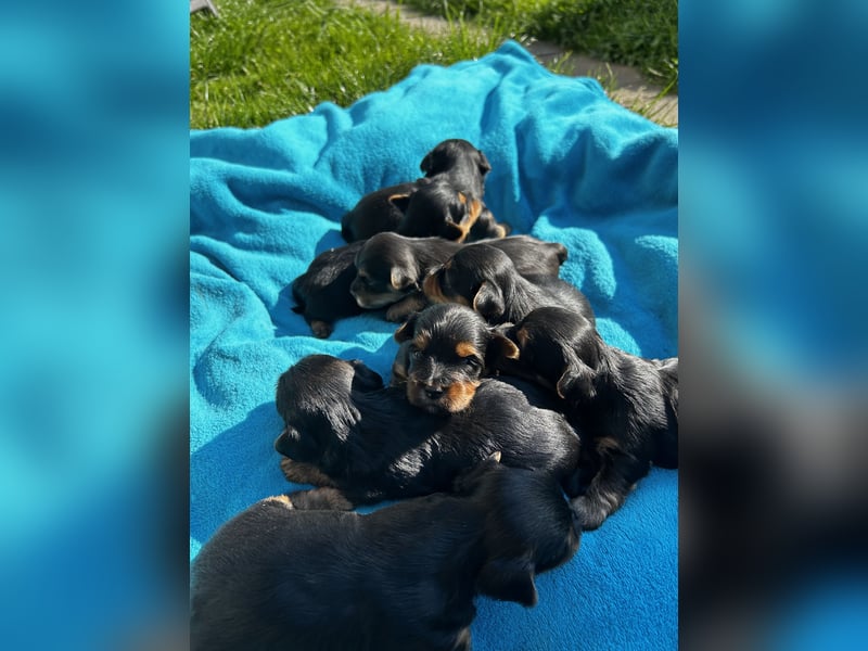 Yorkshire Terrier Welpen