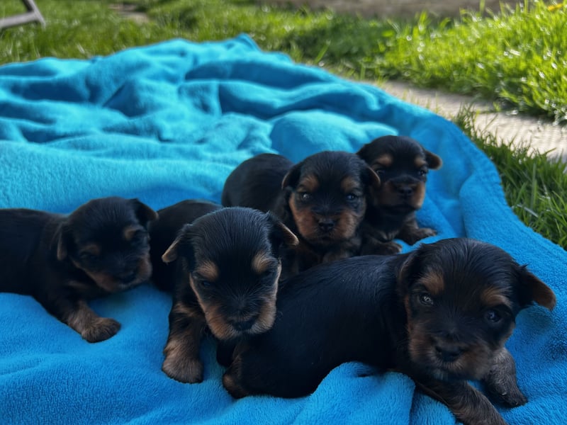 Yorkshire Terrier Welpen