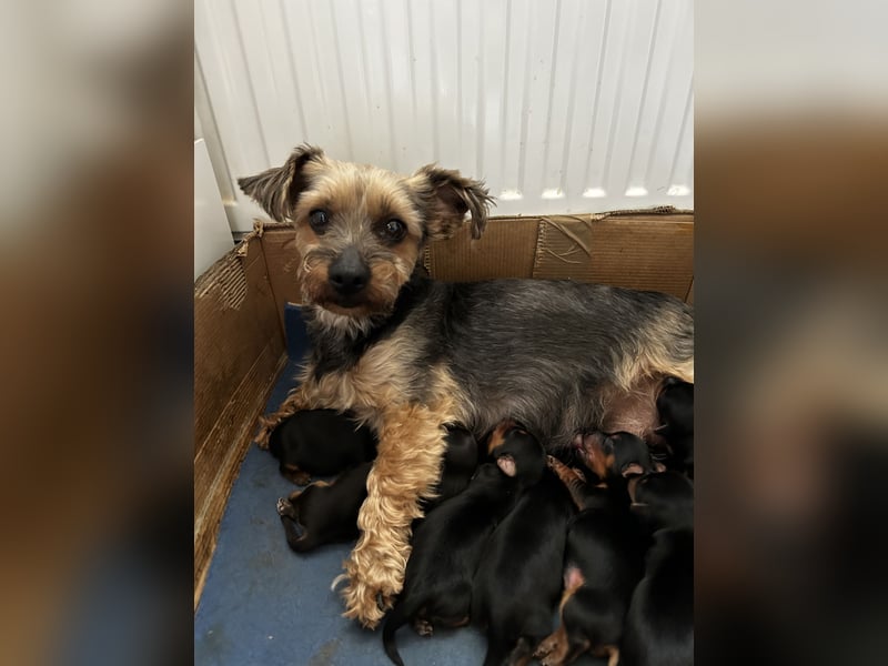 Yorkshire Terrier Welpen