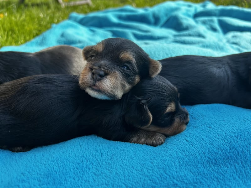 Yorkshire Terrier Welpen