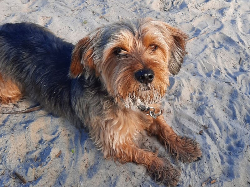 Toby sucht eine neue Familie