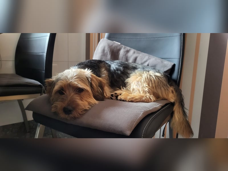Toby sucht eine neue Familie