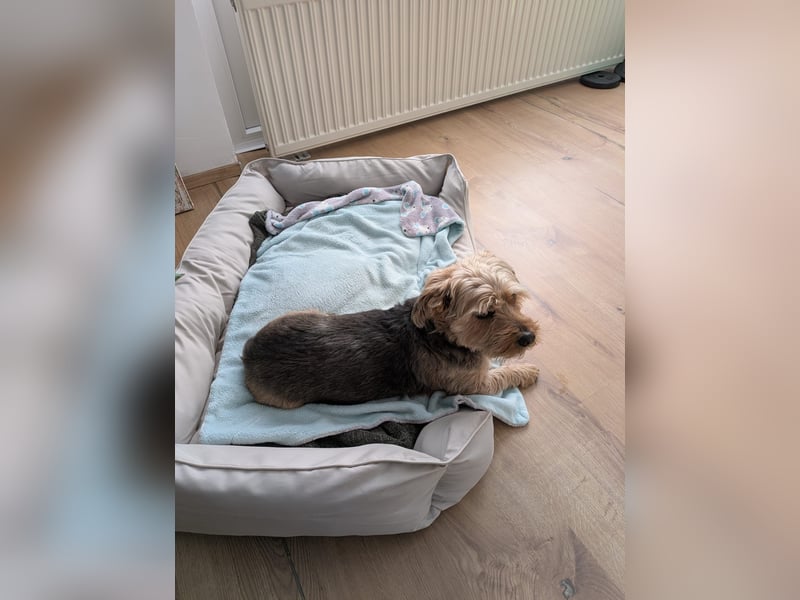 Toby sucht eine neue Familie