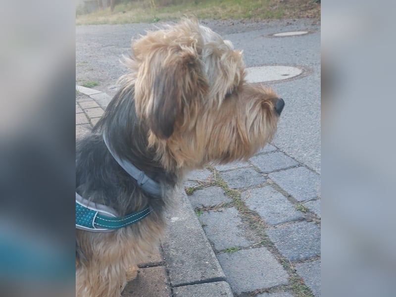 Toby sucht eine neue Familie