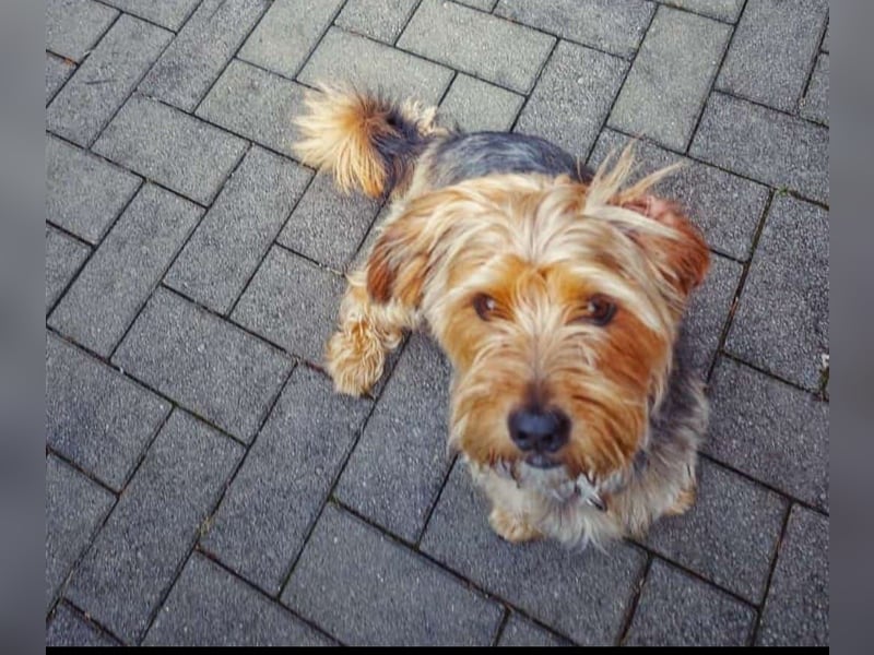 Toby sucht eine neue Familie