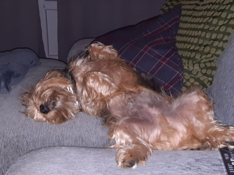 Toby sucht eine neue Familie