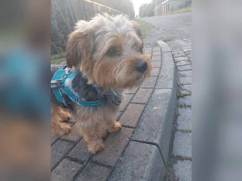 Toby sucht eine neue Familie
