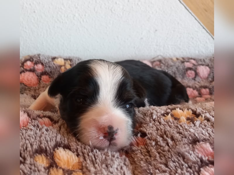 Reinrassige Yorkshire terrier Welpen