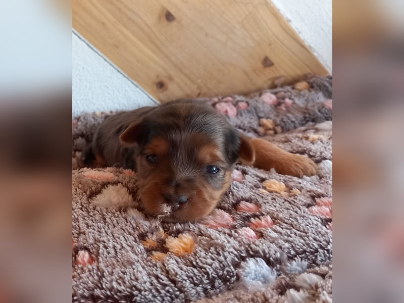 Reinrassige Yorkshire terrier Welpen
