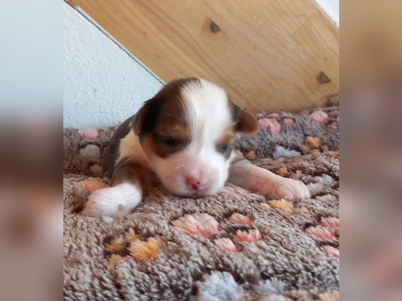 Reinrassige Yorkshire terrier Welpen