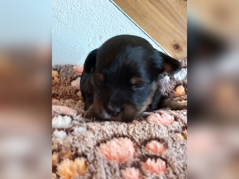 Reinrassige Yorkshire terrier Welpen