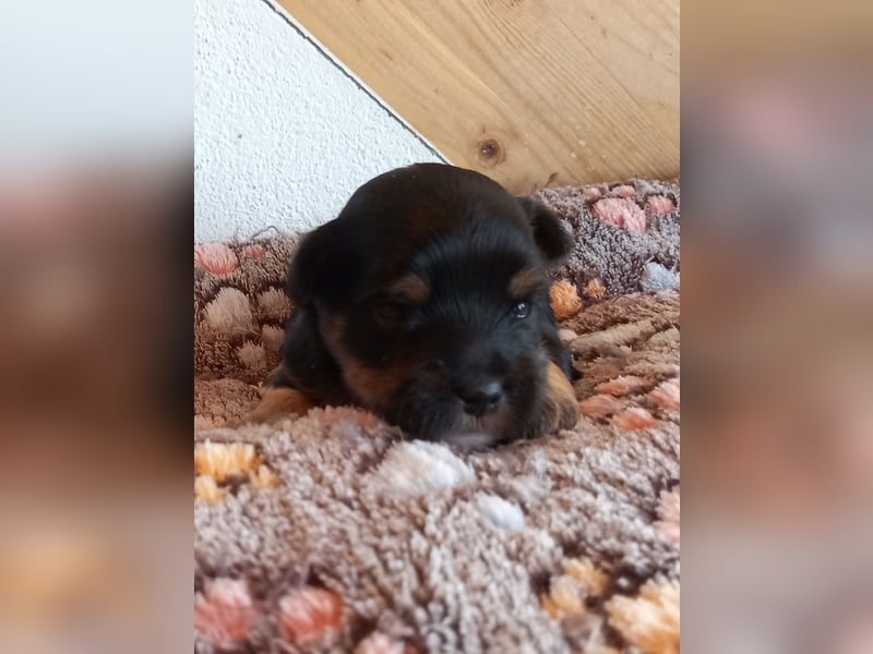 Reinrassige Yorkshire terrier Welpen