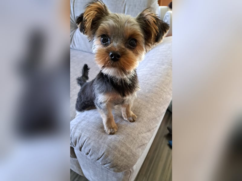 Yorkshire Terrier Mini Deckrüde (kein Verkauf)
