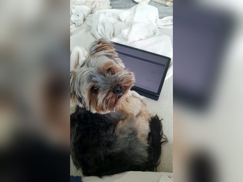Yorkshire Terrier Mini Deckrüde (kein Verkauf)