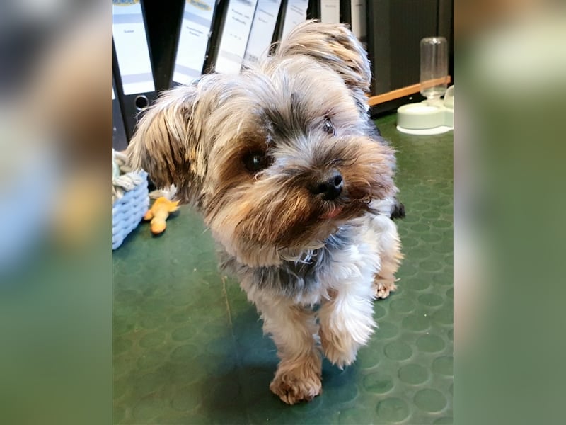 Yorkshire Terrier Mini Deckrüde (kein Verkauf)
