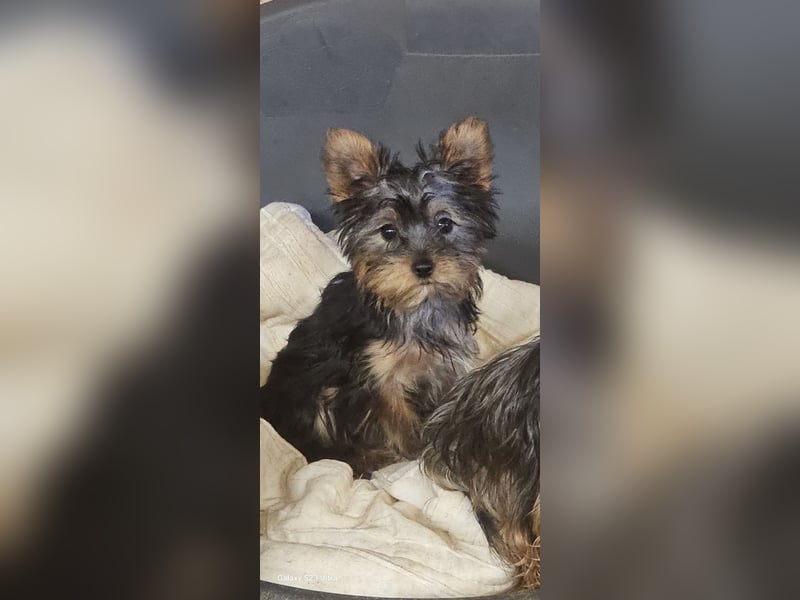Mini Yorkshire-Terrier Welpen