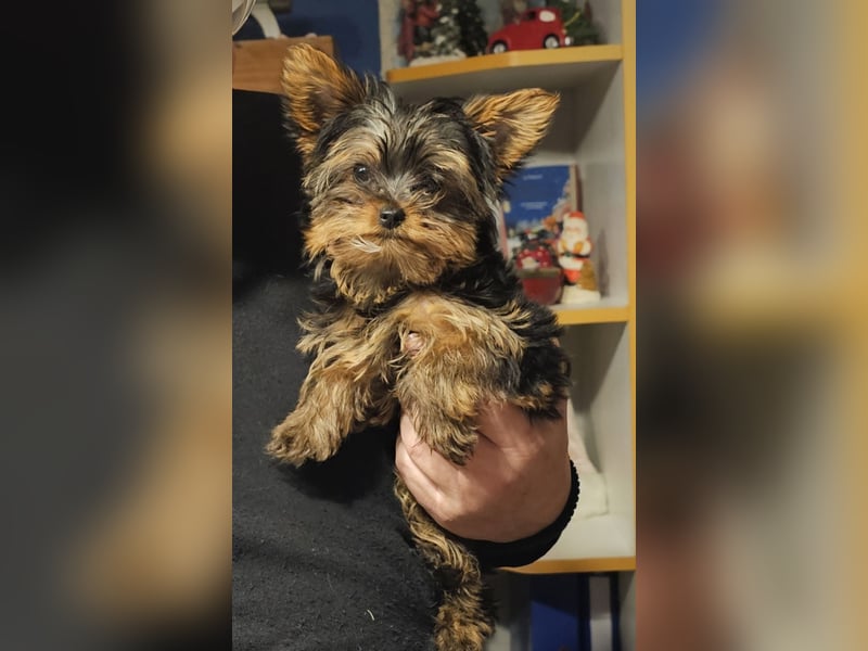 Mini Yorkshire-Terrier Welpen