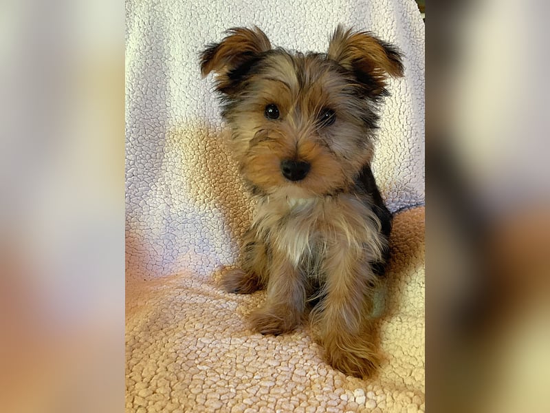Yorkshire Terrier Welpe in liebevolle Hände abzugeben
