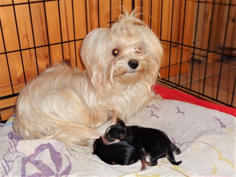Yorkshire Terrier Welpe in liebevolle Hände abzugeben