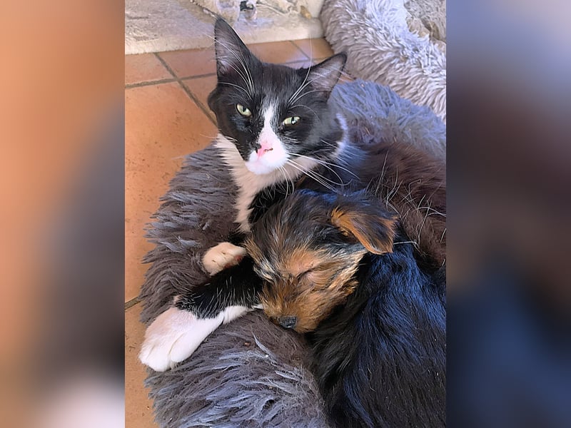 Yorkshire Terrier Welpe in liebevolle Hände abzugeben