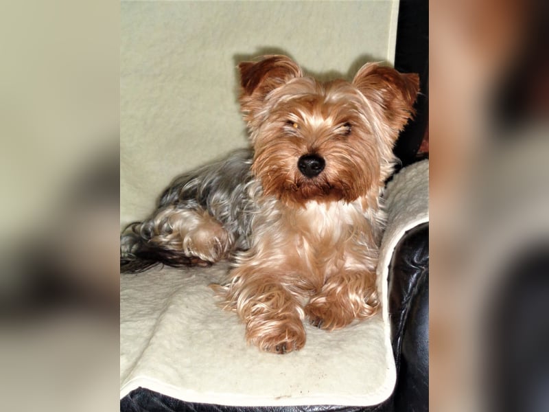 Yorkshire Terrier Welpe in liebevolle Hände abzugeben