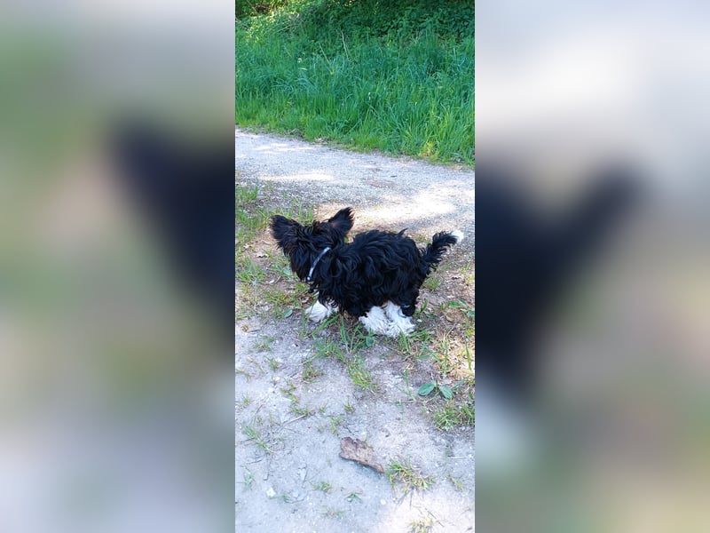 Yorkshire Terrier Welpen