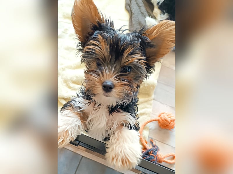 Yorkshire Terrier Welpen