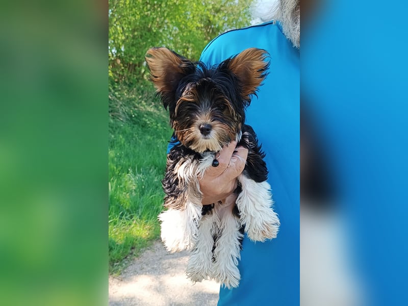 Yorkshire Terrier Welpen