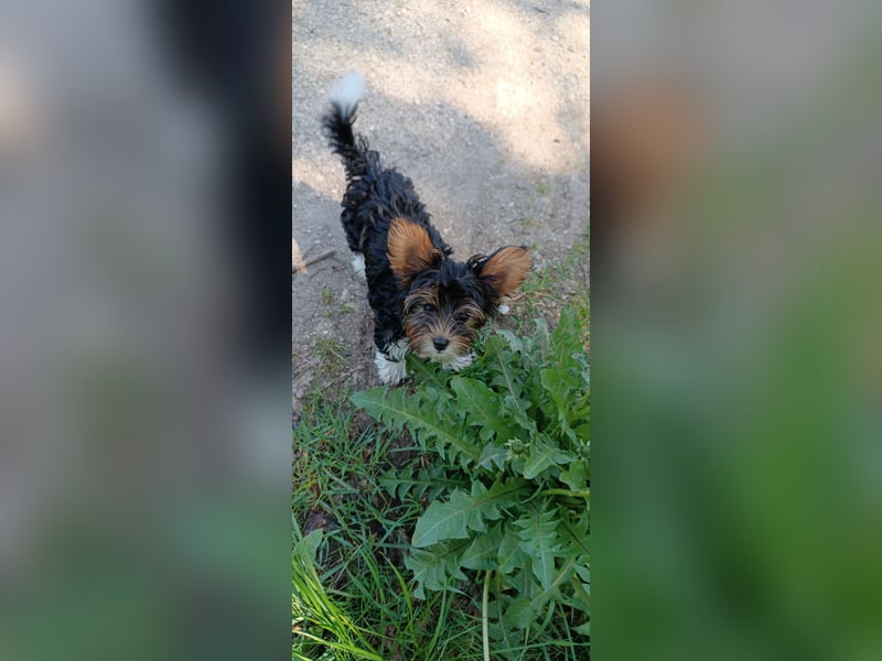 Yorkshire Terrier Welpen
