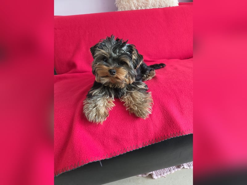 Mini Yorkshire Terrier Welpen verkaufen