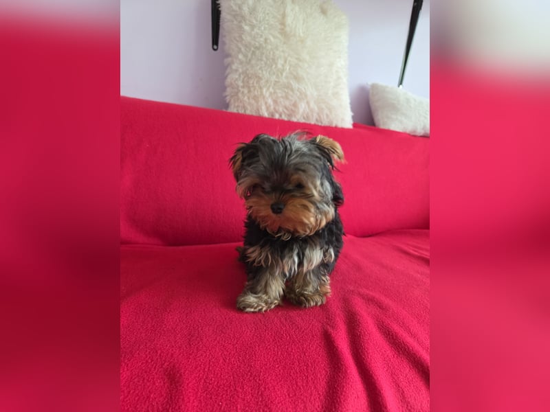 Mini Yorkshire Terrier Welpen verkaufen